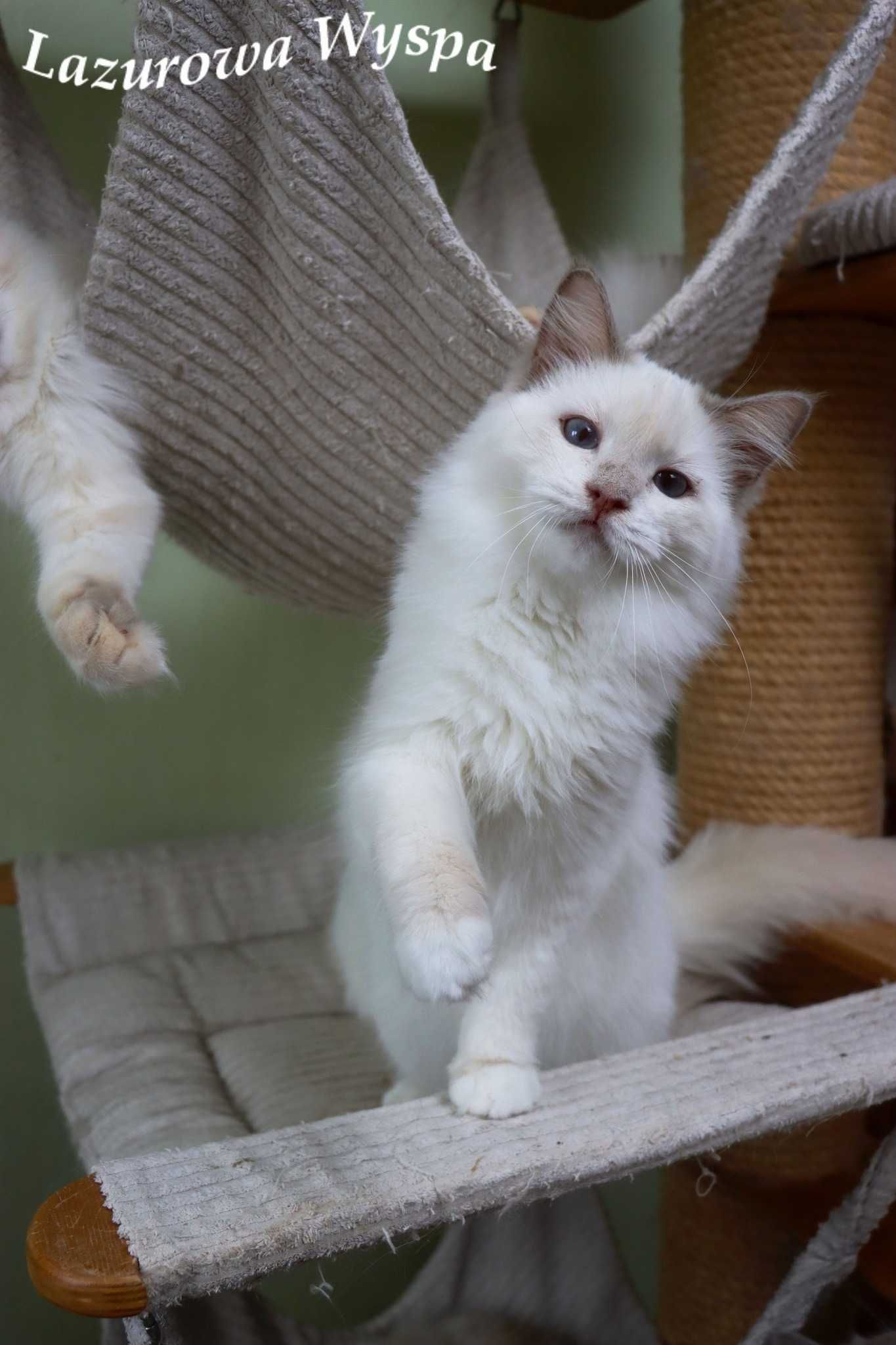 Yoko ragdoll w pięknym umaszczeniu