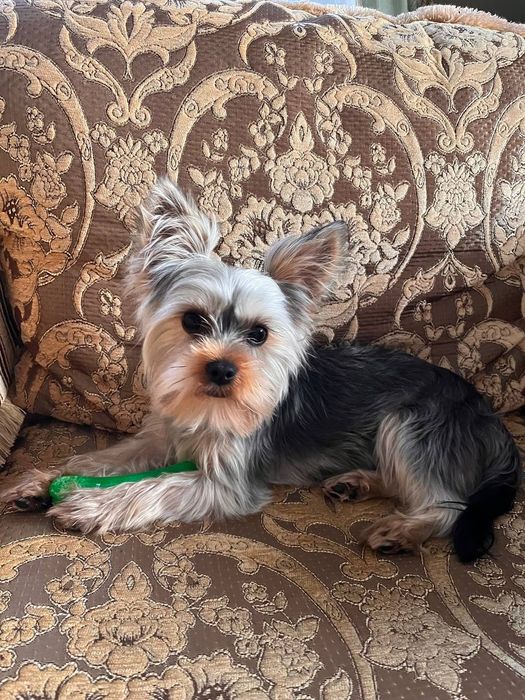 Йоркширський тер'єр шукає наречену