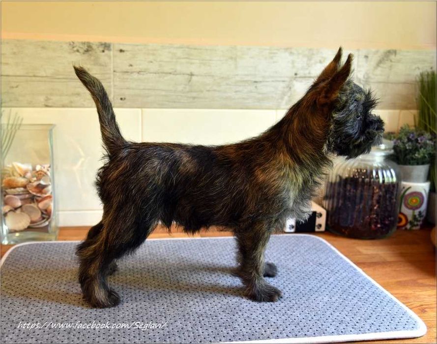 Cairn Terrier - rodowodowy (ZKwP/FCI) piesek po szwedzkim MULTICH