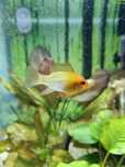 pielęgniczka ramireza gold, apistogramma ramireza