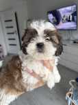 Piekna sunia Shih Tzu