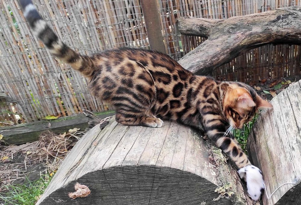 Чистокровний бенгальський хлопчик