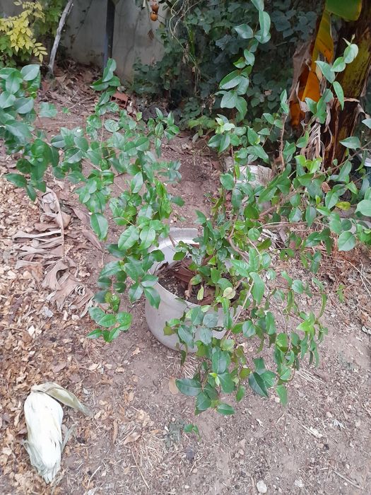 Arbusto de fruta pitanga