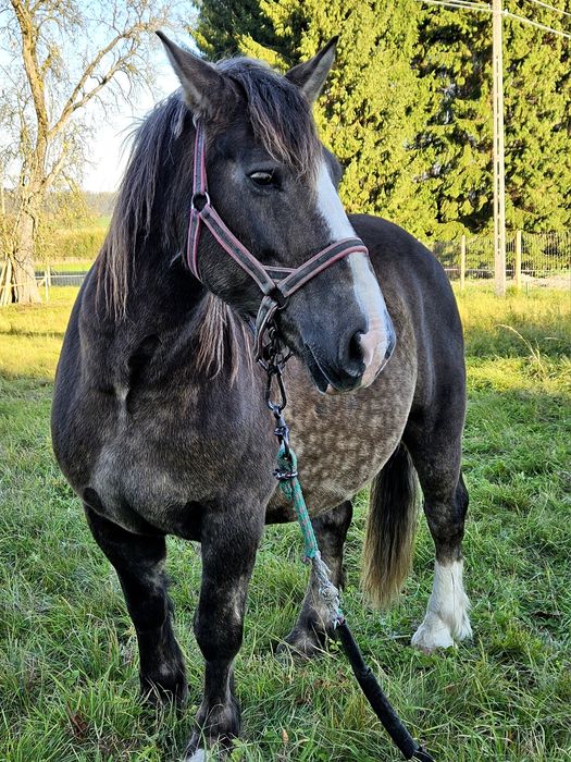 Sprzedami klacz zimnokrwistą