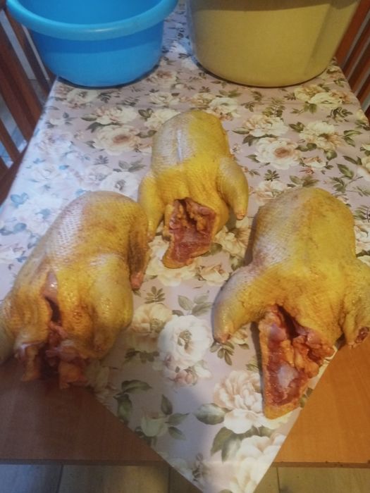 Swojskie kaczki chowane od młodego