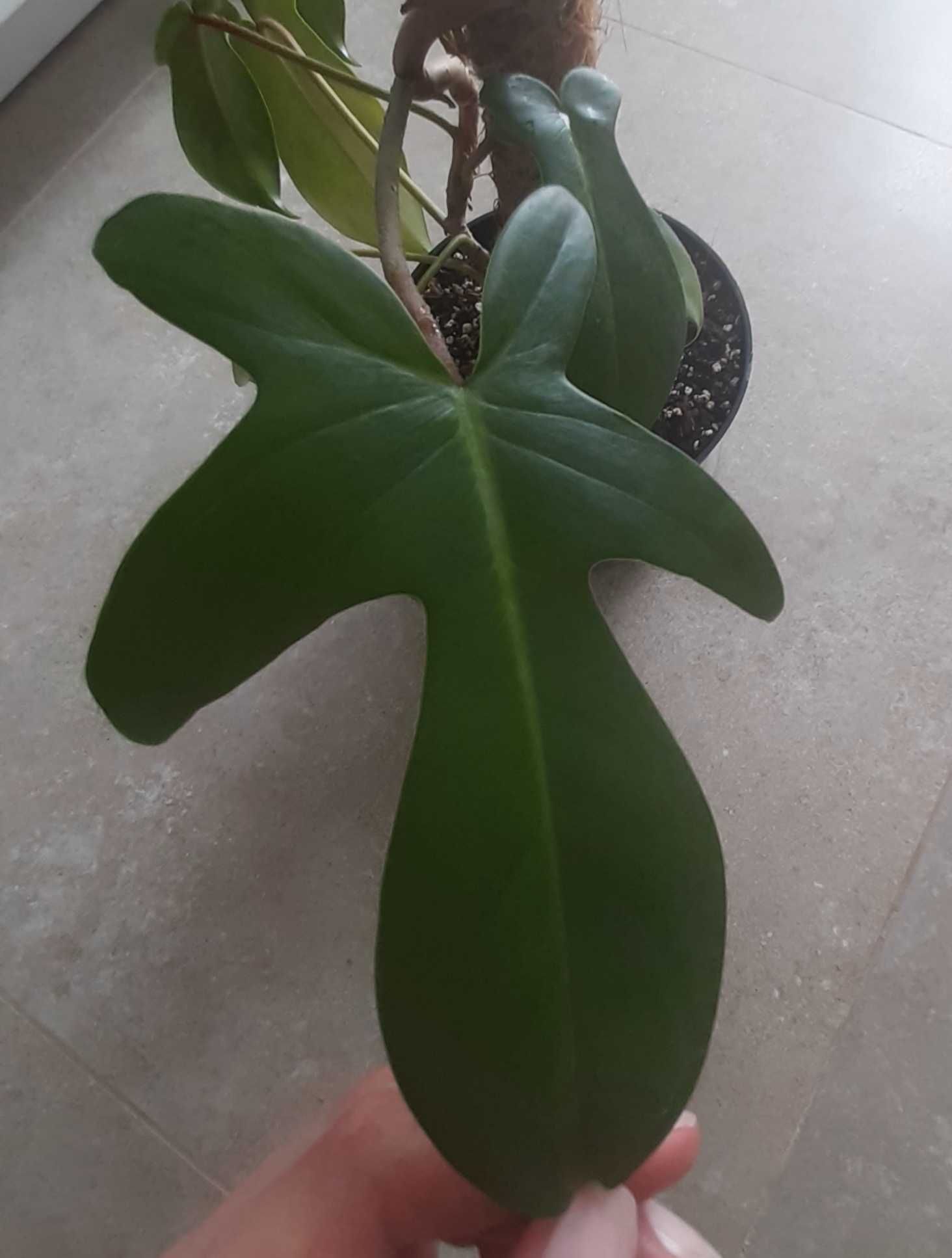 Philodendron florida green filodendron