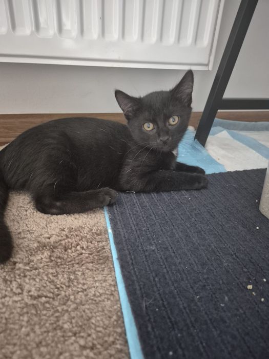 Cudne kociaki szukają domów