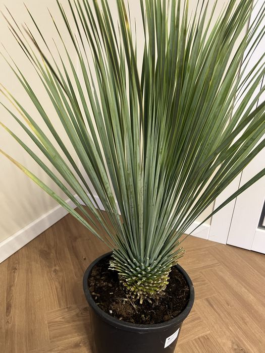 Юка Yucca rostrata (d 28см горщик)