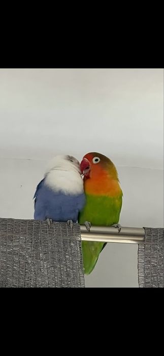 Nierozłączki, samica / druga ręcznie karmiona