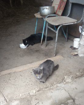 Котики чорний і сірий котик 8 місяців