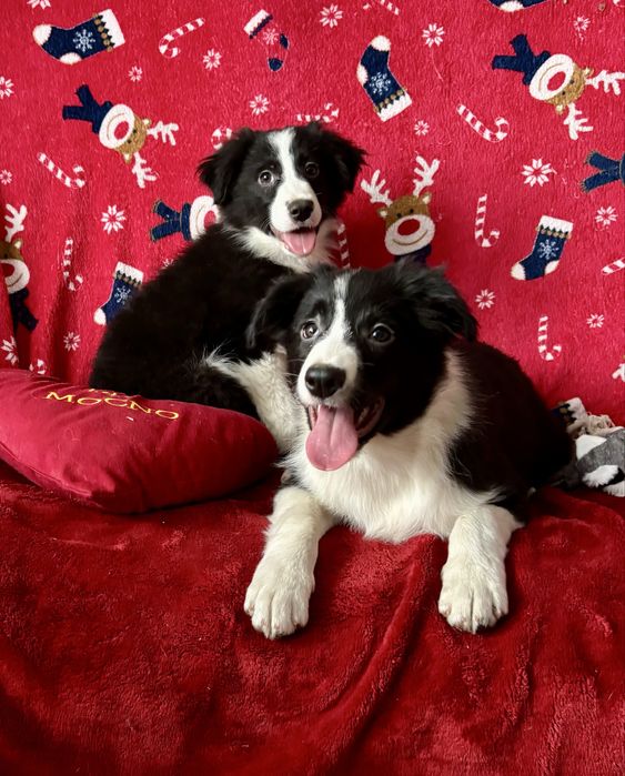 Border collie-pies