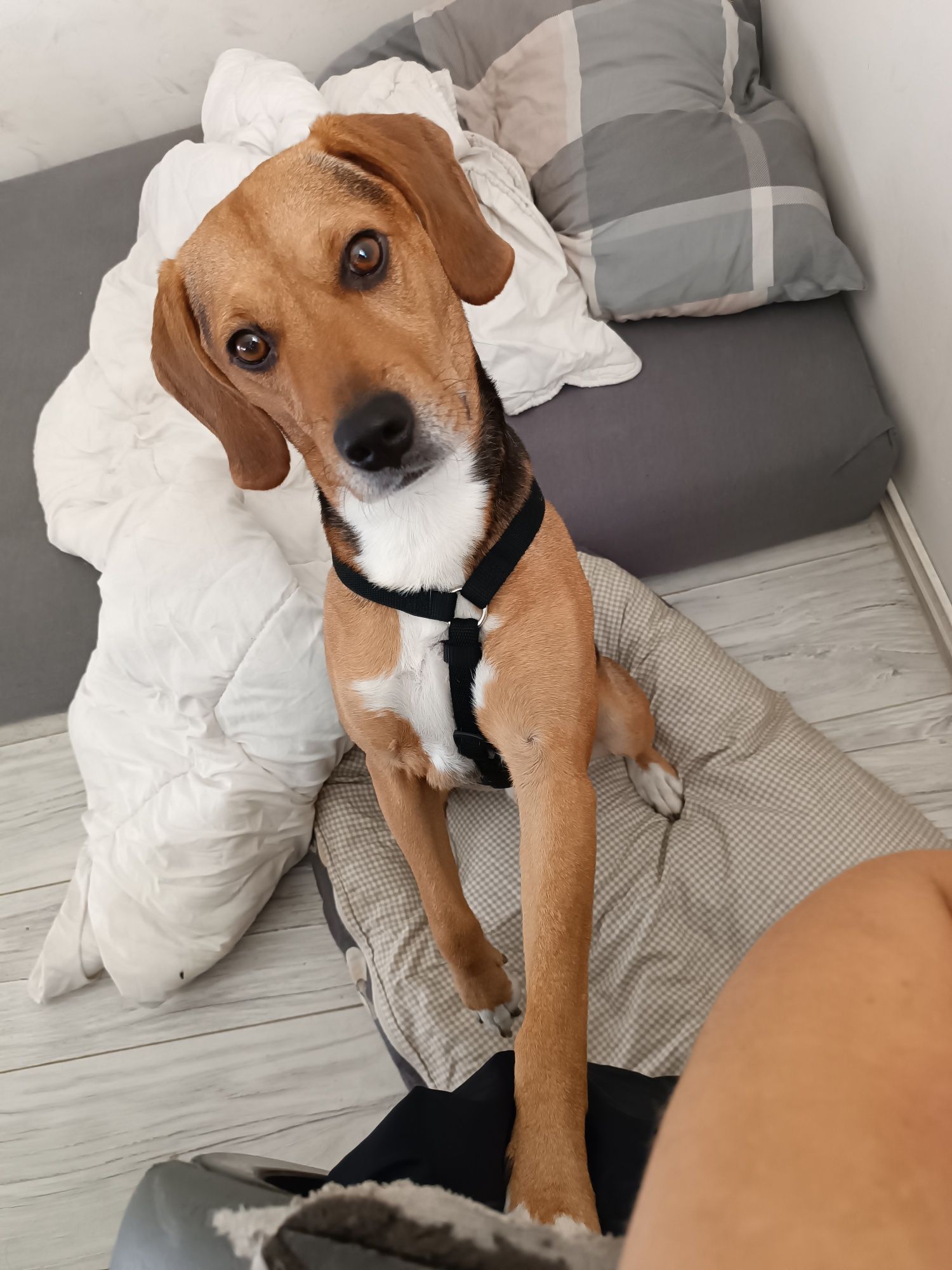Oddam pieska w dobre ręce