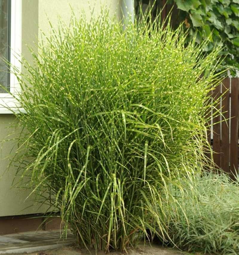 Верба Hakuro nishiki, модрина Pendula, Kornik,