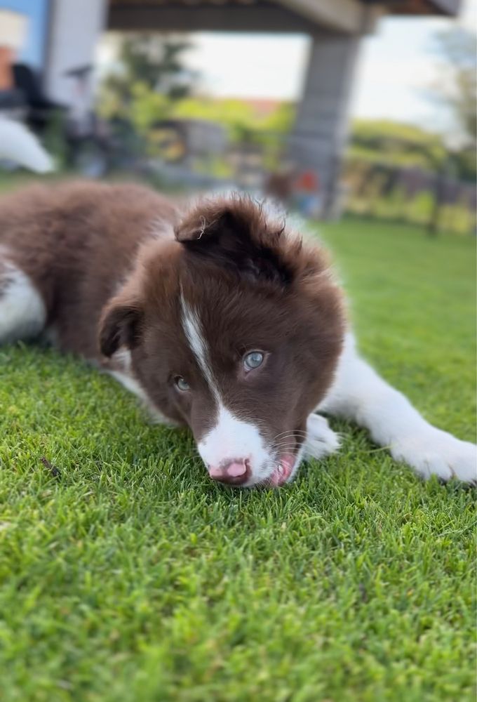 Szczeniak Border Collie