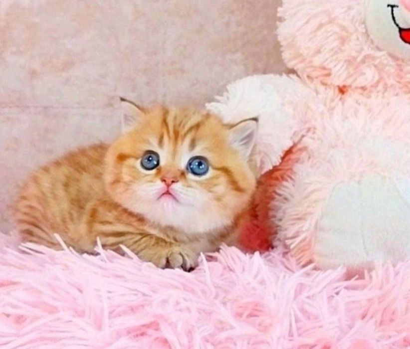 Золотая малышка Девочка медвежонок