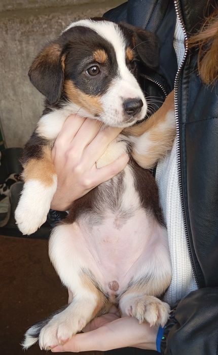 Bebés para adoção responsável