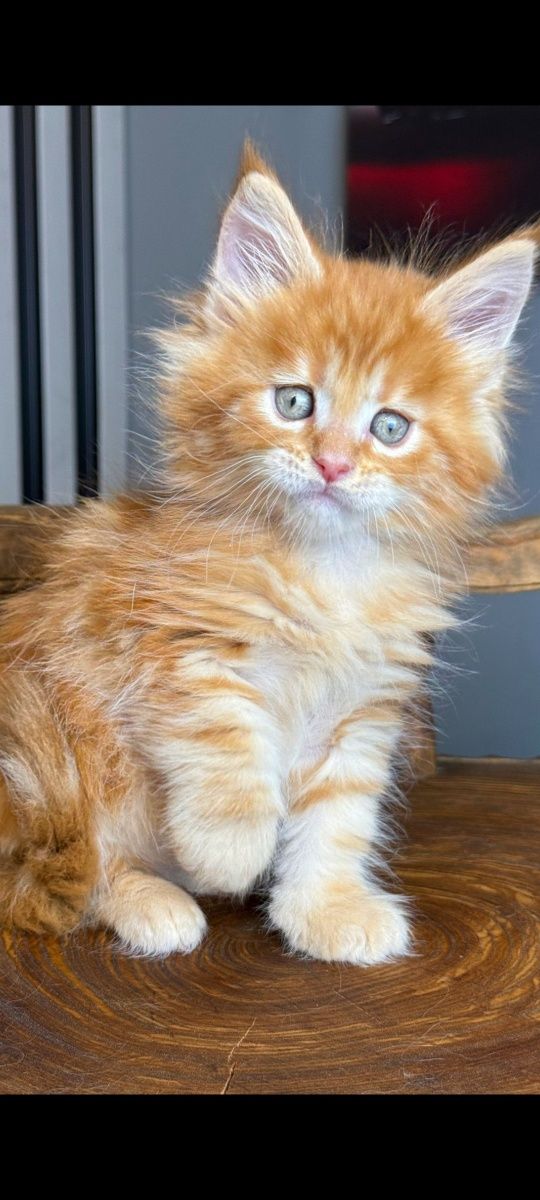 Maine Coon magnificos