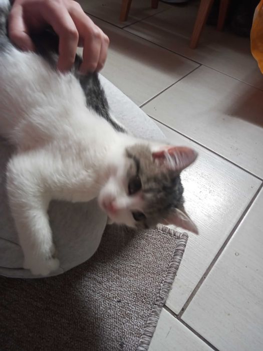 Oddam kotki w dobre ręce