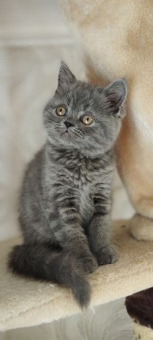 Шотландські кошенята