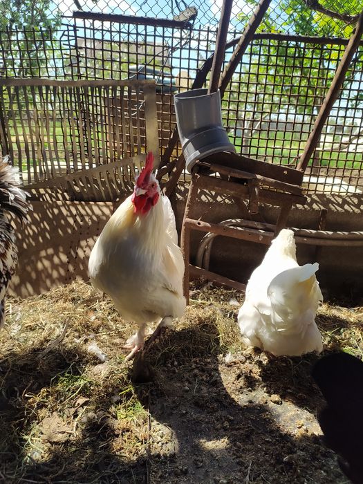 Петухи карликовых кур