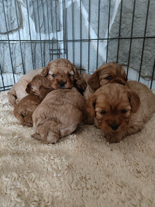 Cavapoo piesek cavalier pudel