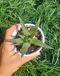 [Planta] Suculenta Aloe aristata