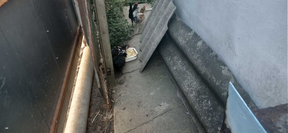 Карликові кури бентамки