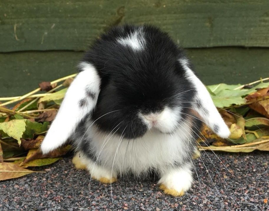 KIT Coelhos anões orelhudos, mini lop adoráveis e muito dóceis