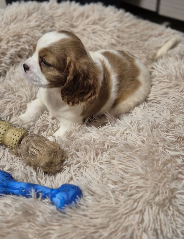 Cavalier King Charles Spaniel - uroczy piesek 8 tygodniowy