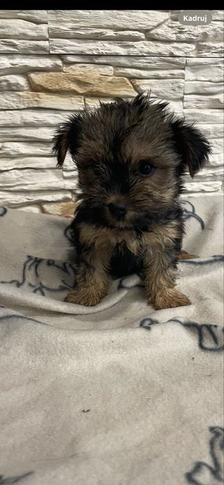 Sunia yorkshire terrier rodowód york
