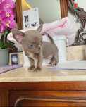Chihuahua  super Miniatura Lilac