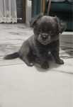 Chihuahua Blue chlopiec dlugowlosy