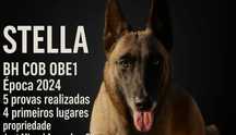 Pastor Belga Malinois