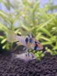 Ramirezis German Blue