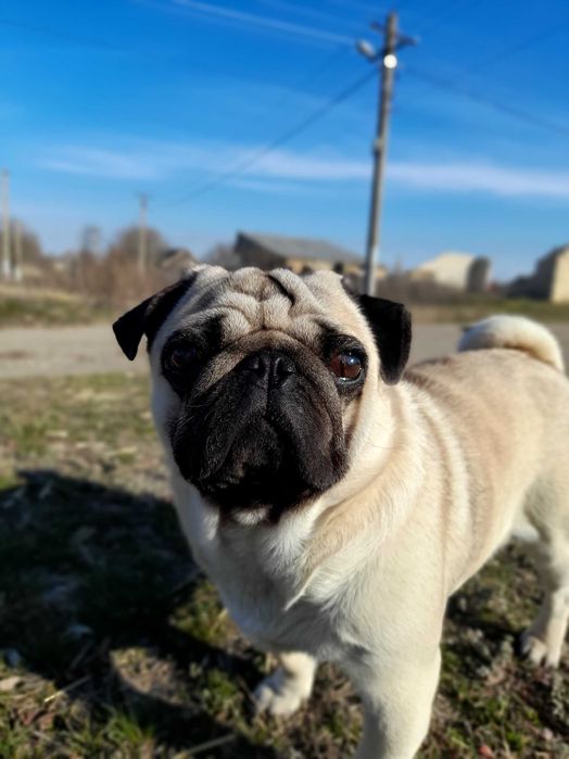 Молодий мопсик, чекає свою дівчинку!)