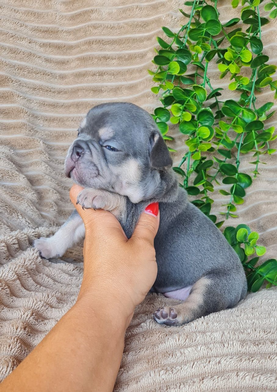Excecional fêmea Blue Tan Bulldog/Bouledogue Francês de Qualidade