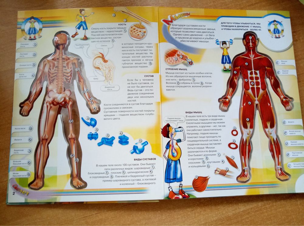 Тело человека  книга для детей