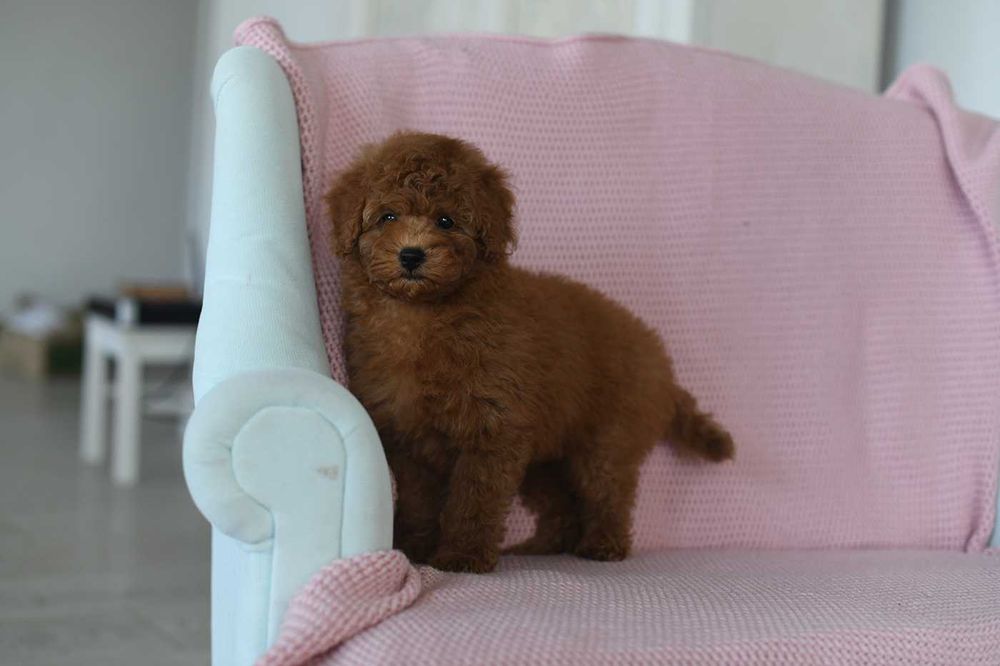 pudel miniaturowy/toy-piekny szczeniaczek