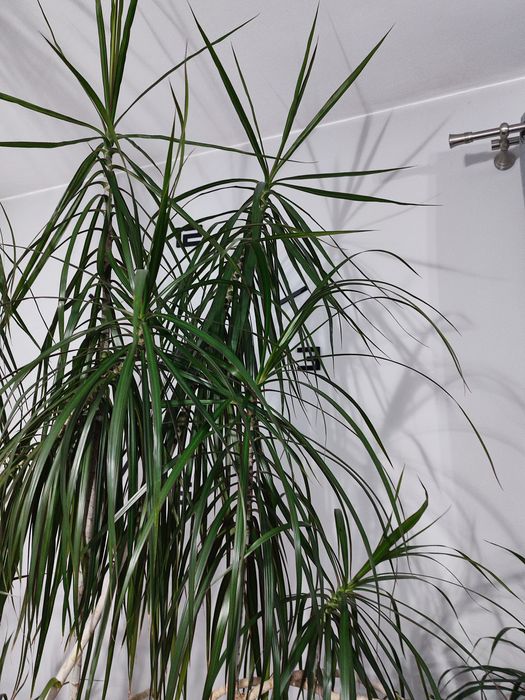 Dracena ,kwiat doniczkowy , duży, prezent , ogród