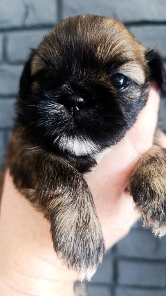Shih tzu z genem czekoladowym