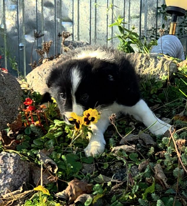 Border Collie szczenię