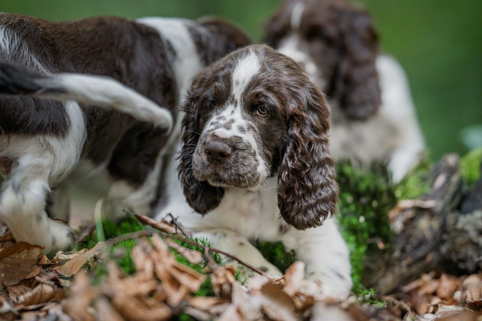 Springiel Spaniel Angielski