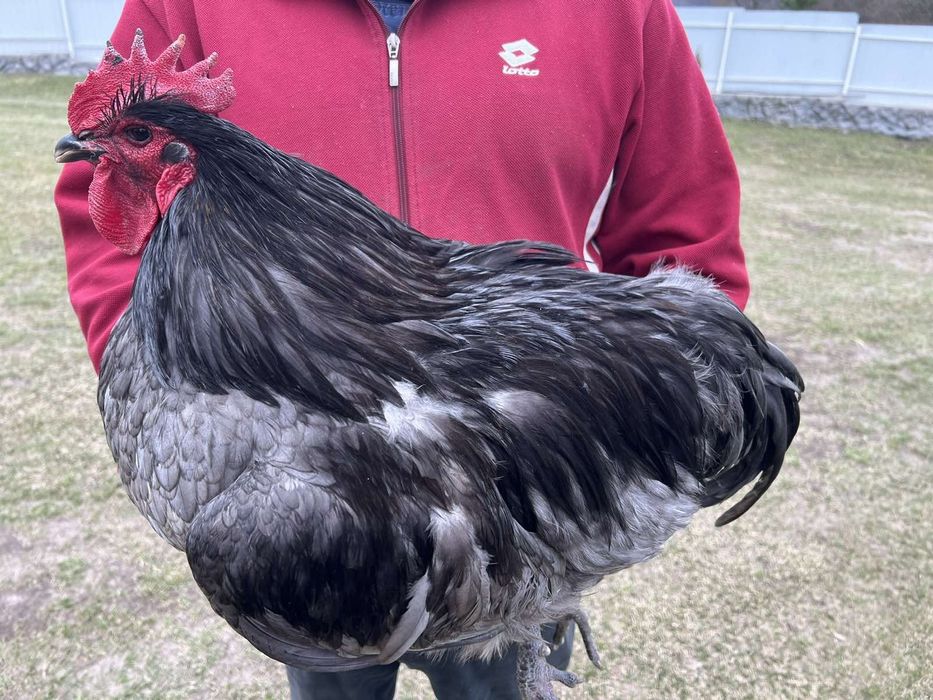 Кури Джерсінський гігант