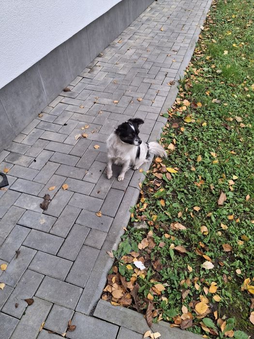 Шукає дім стерилізована собачка