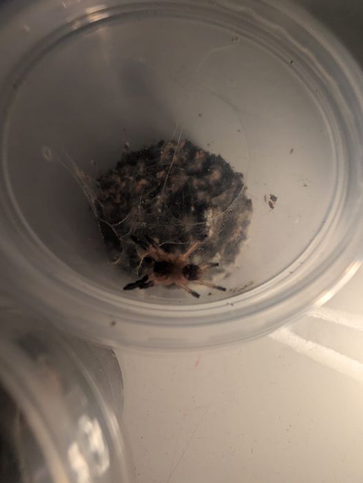 Ephebopus cyanognathus L2