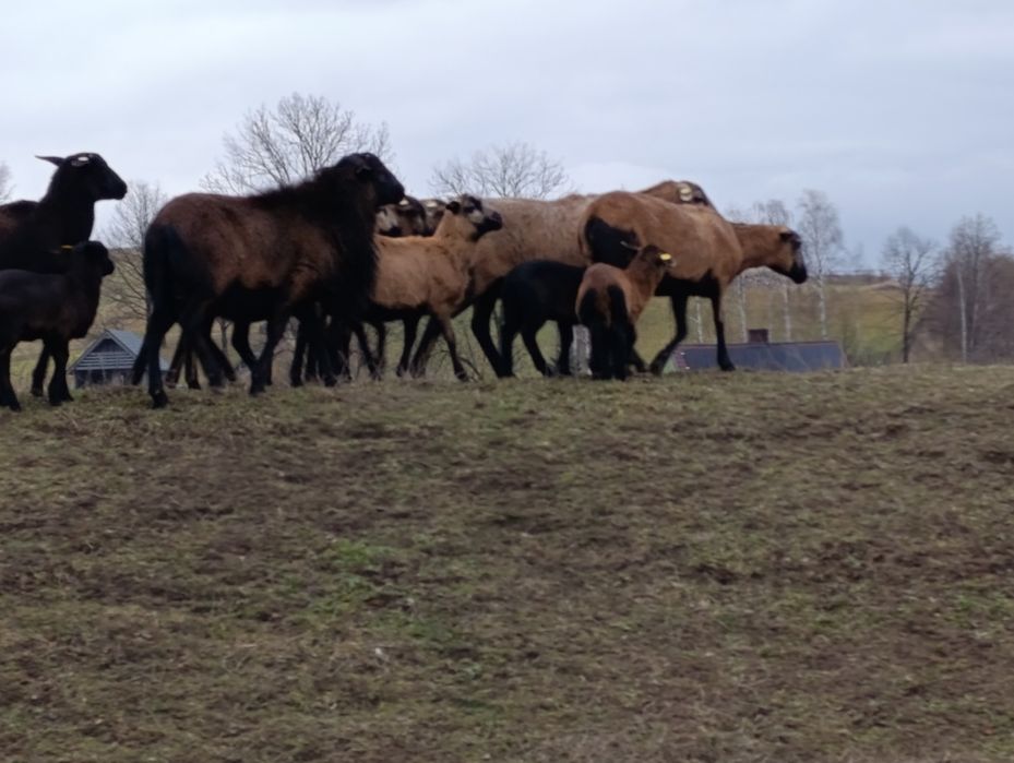 Sprzedam owce kameruńskie