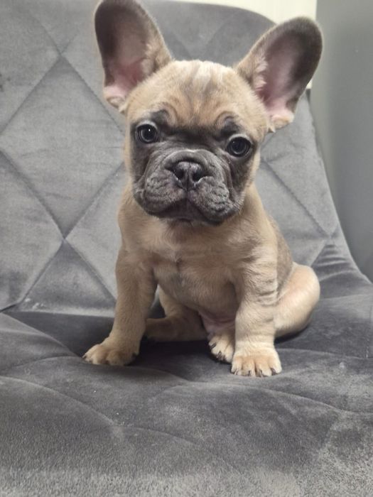 Цуценята французького бульдога