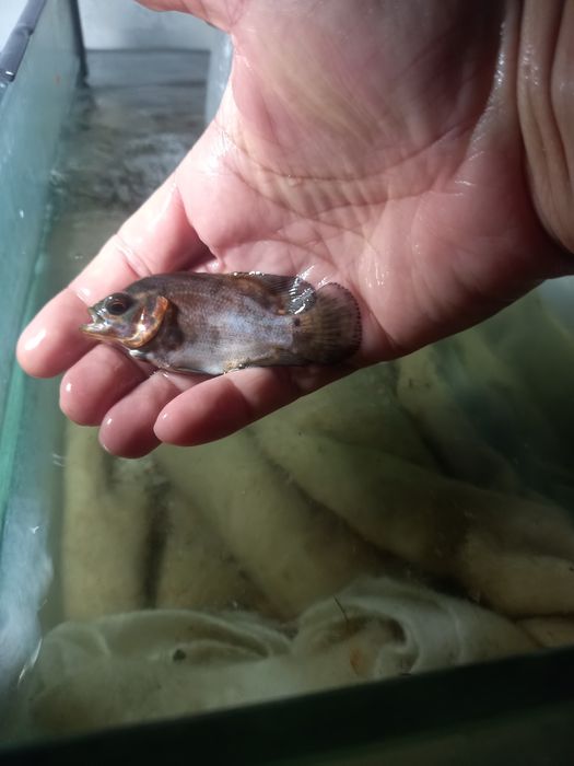 Peixes oscar adultos e filhotes