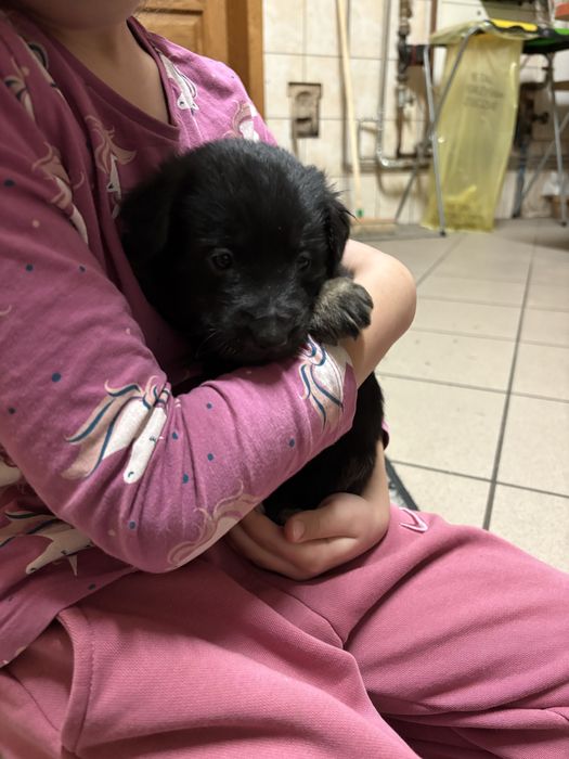 Oddam w dobre rece szczeniaki