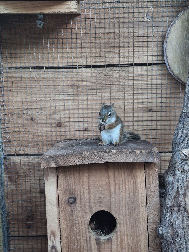 Wiewiórki  hutsona